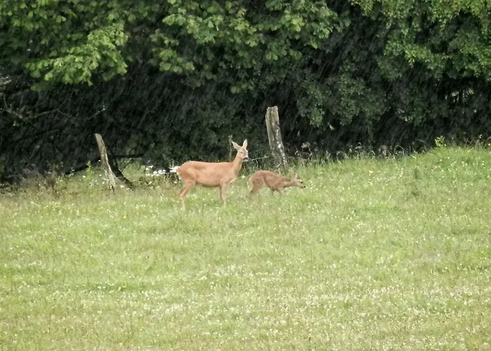 Luxurious Farmhouse Near The Ski Area * 黑伦塔尔